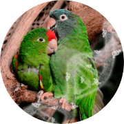 Bird dna sexing with blood