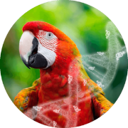 bird dna sexing with egg shells