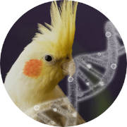 Bird dna sexing with blood