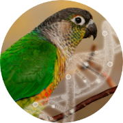 Bird dna sexing with blood