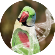 pbfd disease testing