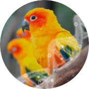 bird dna sexing with egg shells