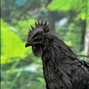 recessive white gene test