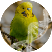 bird dna sexing with feathers