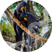 sexing plus 3 diseases