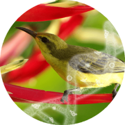 dna sexing plus 2 diseases