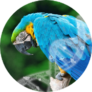 dna sexing plus 4diseases