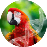 dna sexing plus 6 diseases