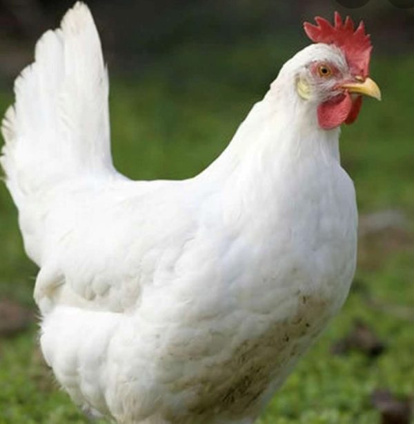 Recessive White Gene (c) in Chickens with feathers sample