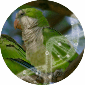 Avian Polyomavirus (APV)