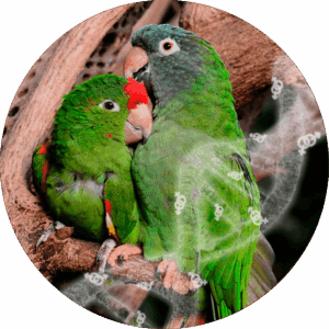 DNA bird sexing with blood sample