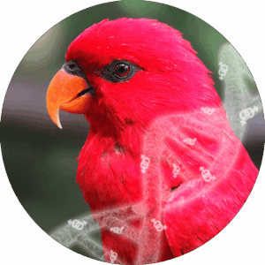 DNA bird sexing with feathers sample