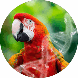 DNA bird sexing with eggshell sample