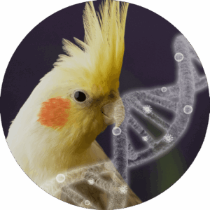 Avium Bordetella (BAL)