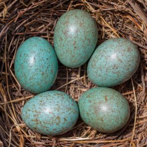 Blue Egg Gene with blood sample