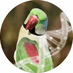 Psittacine Beak and Feather Disease (PBFD)
