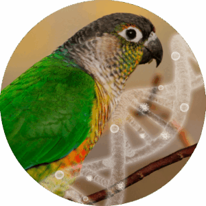 Psittacosis (Chlamydophila psittaci, Chlamydia psittaci)