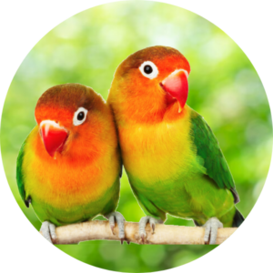 DNA bird sexing with swab sample