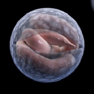 Cryptosporidium Parasite Test