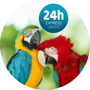 ULTRA EXPRESS 24h DNA blood sexing