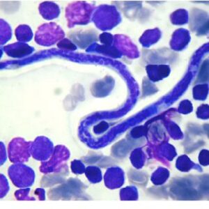 Avian Coccidiosis Parasite + Cryptosporidium Parasite